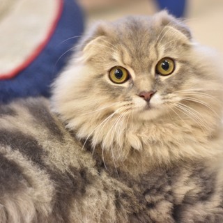 締切らせて頂きます。元気いっぱいイケメンスコ長毛