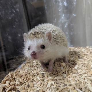 可愛いがってください