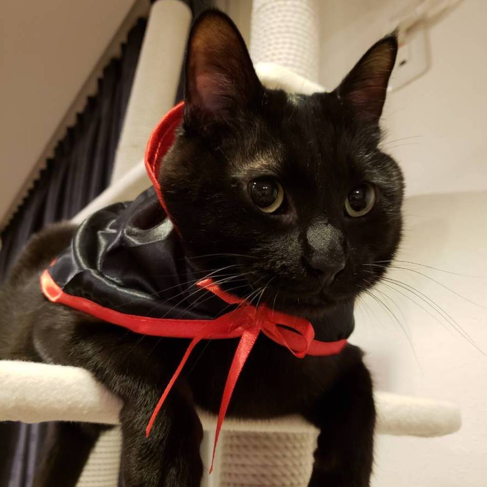 にやぁのカバー写真