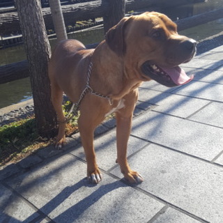 ピットブルテリア