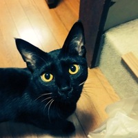 ダリ