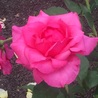 lovepink427