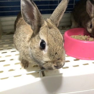 ネザーランドドワーフ４ヶ月の子