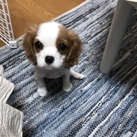 オタ