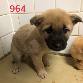 緊急。可愛い子犬たちを助けて下さい。964番