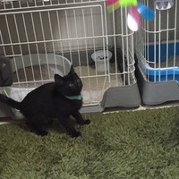 せん