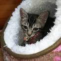 キジトラ子猫 雄 6か月 小さめ