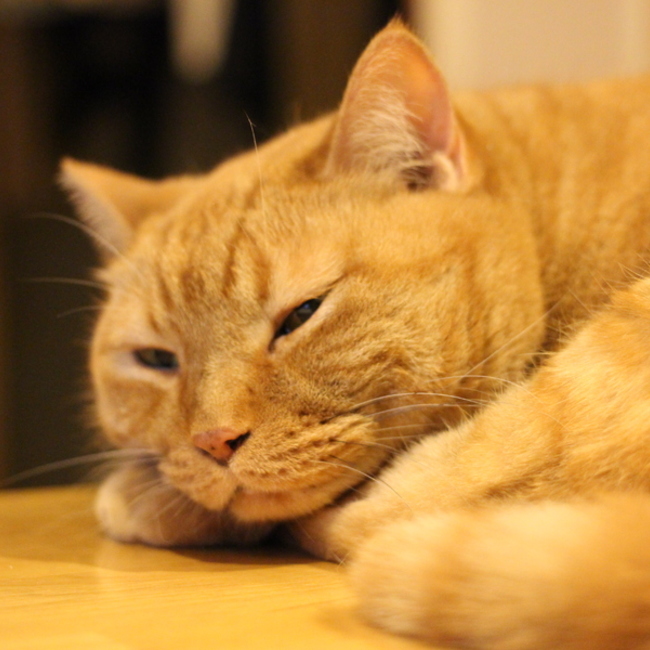 「こんにちは！猫さん」のカバー写真