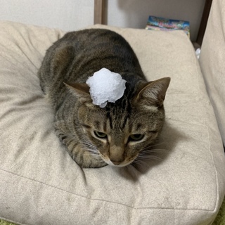 里親募集 完全室内飼いキジトラ猫雄 3歳 