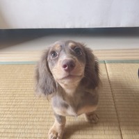 モカ