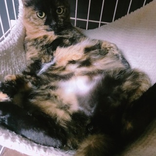 たくさん苦労したサビ猫ちゃん