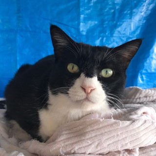 甘えん坊　でぶち♂