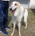 人懐っこいボルゾイ オス