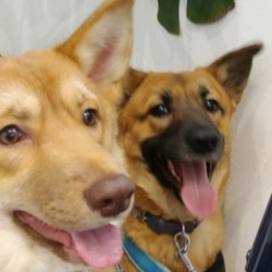 保護犬譲渡会！！ サムネイル2