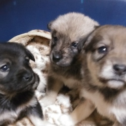 保護犬譲渡会！！ サムネイル3