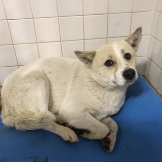 里親決定しました。