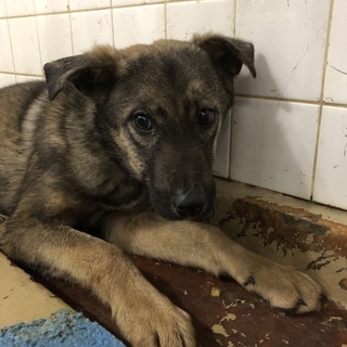 里親決定しました。