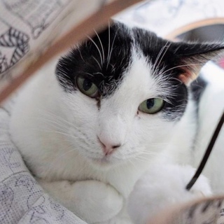 【やま子】色気漂う大人の白黒美人猫さん