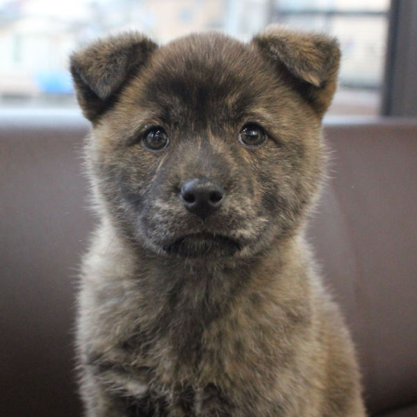 甲斐犬mixの凛々しいま 千葉県 犬の里親募集 ペットのおうち 月間利用者150万人