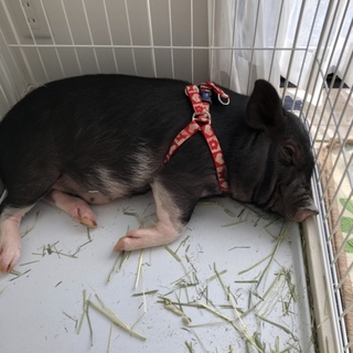 たくさんの応募ありがとうございました。決まりました