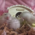 ジャンガリアンの里親募集