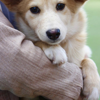 里親様決定しました✨ありがとうございました