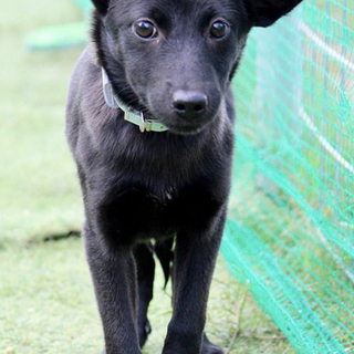 里親様決定しました✨✨ありがとうございます