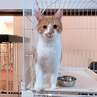 天然かわいい茶トラ白1歳♂ エイズキャリアです。