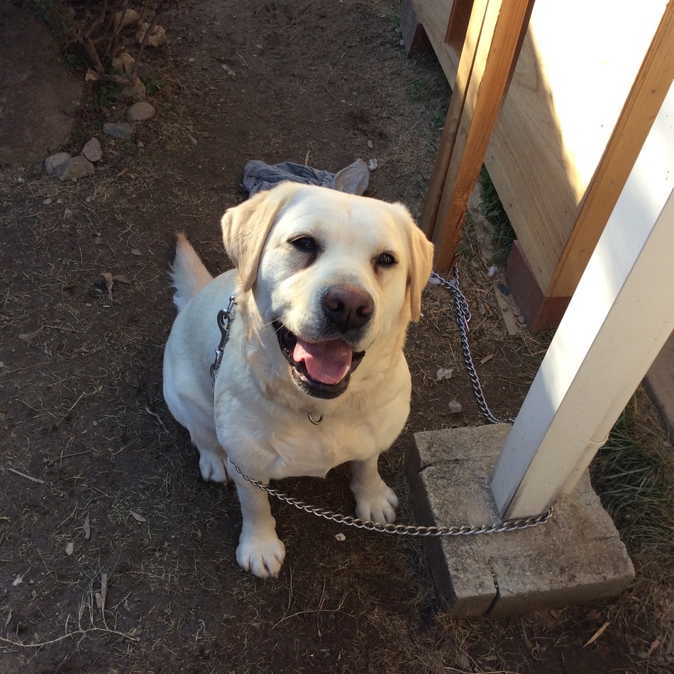 ランのカバー写真