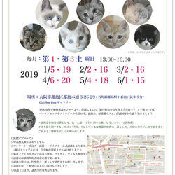 ＊子猫〜中猫譲渡会＊一時預かりボランティアさん募集説明会