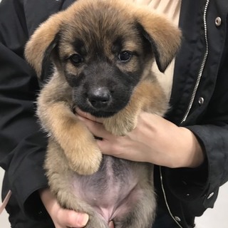 職員さんが一生懸命守ってきた子達！緊急里親募集中
