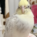 オカメインコ♀