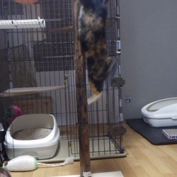 「木」設置 2   枝追加