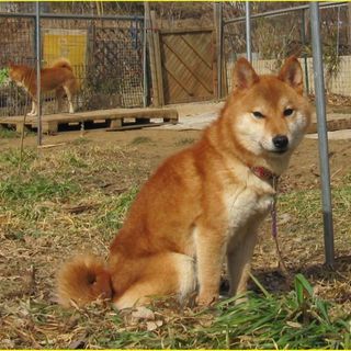 豆柴、１歳半のオス