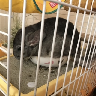 チンチラ♂