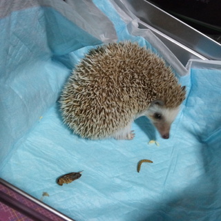 引っ越しのため