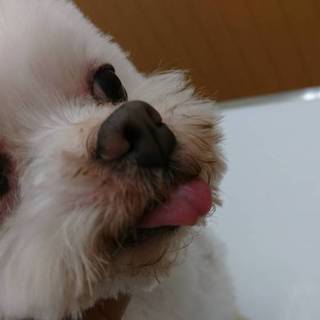 クオーレの家族を探しています