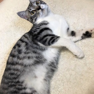 抱っこ好き甘えん坊☆ことじくん