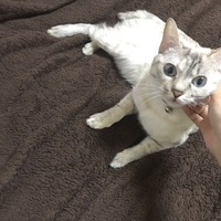 ニコ