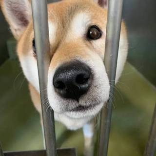 可愛い♡柴犬のわかばちゃん♪(仮名)