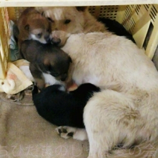 直接お迎えに！仔犬たちは保護先から募集継続します！