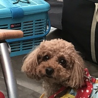 もも