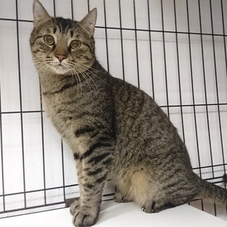 真ん丸お顔のポン太♂