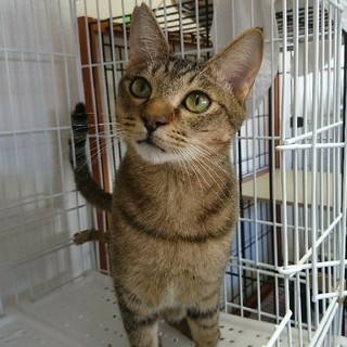 シマシマしっぽのシマオ♂