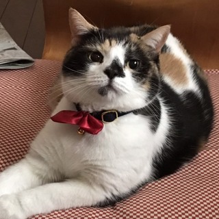 家庭の事情で終生飼育が困難になりました。