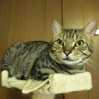 ブサカワ♪アメショーMIX　コロラド３歳