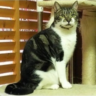 イケメン♪アメショーMIX　ユタ３歳