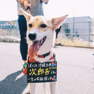 次郎吉3歳、他犬猫OK穏やか