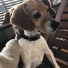 急募！ビーグルのからしちゃん サムネイル5