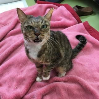 推定10歳〜15歳のおばあちゃん猫